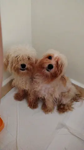 Havapoo dog for adoption
