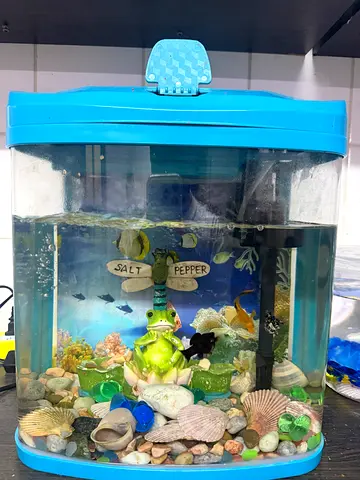Fish aquarium