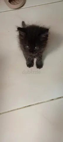 Kitten for adoption