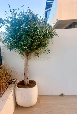 Potted Olive Tree in White Ceramic Planter — Ready to Move