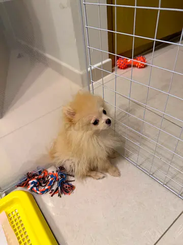 pets for free
