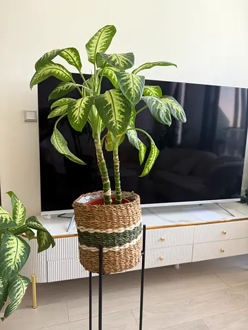2 Healthy Dieffenbachia Indoor Plants with Boho Baskets