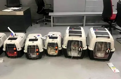 Cats and dogs carriers for air travel