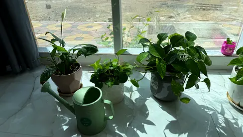 Indoor Pothos and Small Houseplants with Watering Can - Healthy, Ready to Replant