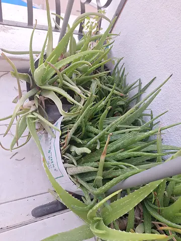Healthy Aloe Vera Plants - Multiple Pots, Perfect for Balcony or Garden