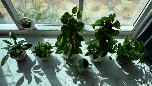 Collection of 6 Healthy Indoor Pothos Plants on Pots - Ready to Repot