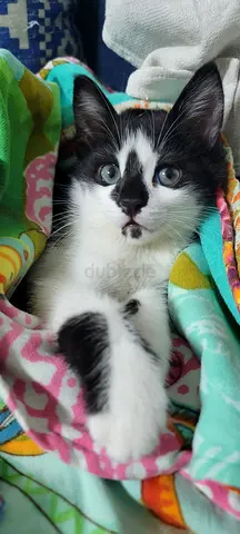 Black and white Tuxedo male kitten for adoption