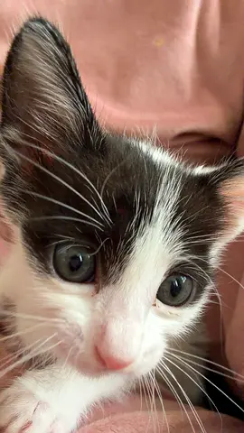 Kittens looking for a 🏡