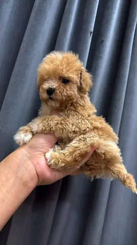 Mini Toy Poodle Puppy — 8 weeks, healthy and playful