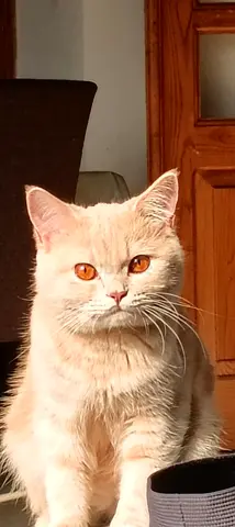 British short hair cat male