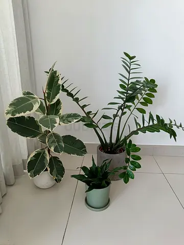 Indoor Plant Bundle – 3 Plants with Pots