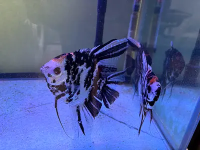 Fish tank