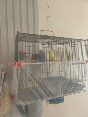 Birds