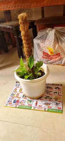 Money plant