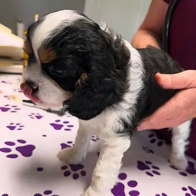 3-week-old Cavalier King Charles Spaniel puppy — black  white tricolor.