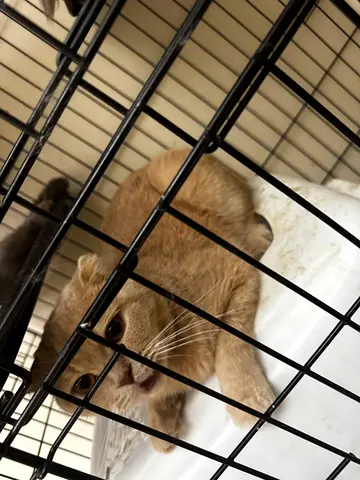 Pets