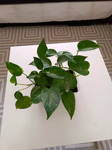 Plant for sale