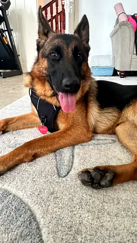 German Shepherd for adoption