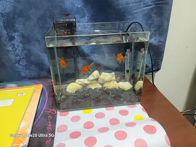 Small glass fish tank