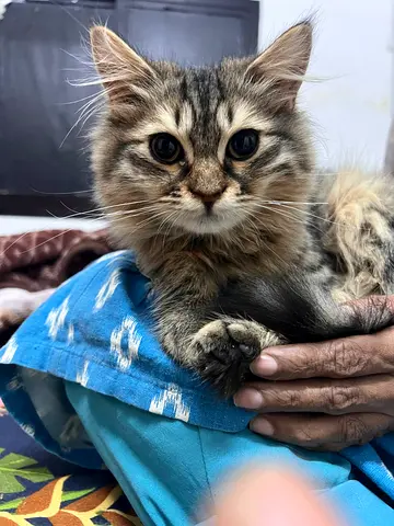 Free adoption
