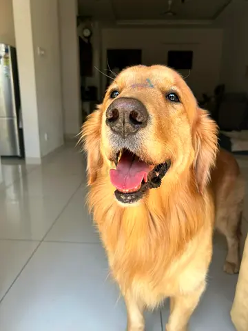 pet fostering