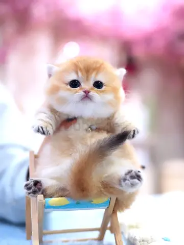Munchkin Kitten for Adoption
