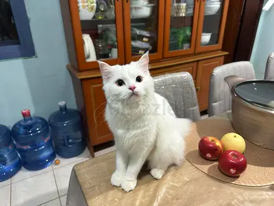 Cats for free adoption  - Turkish Mixed