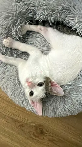 Cat for adoption free looking for a good soul available in jvc