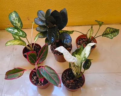 Combo of indoor plants