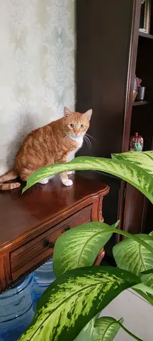 Ginger white male cat for adoption castrated vaccinated