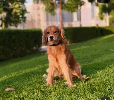 GOLDEN COCKER (mini golden retriever)