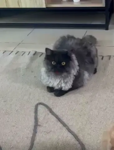Pet