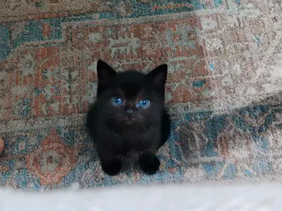 8-week-old black kitten, friendly and healthy