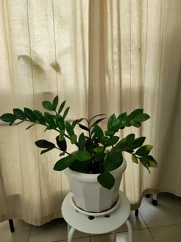 Zamioculcas Zamiifolia Plant , Air purifier