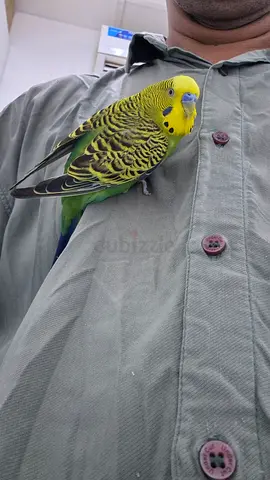 Budgie parrot