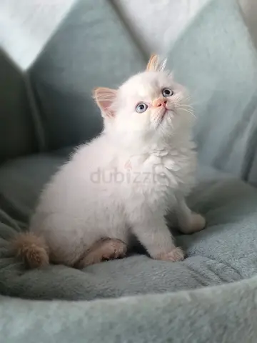 Ragdoll Red Poiny
