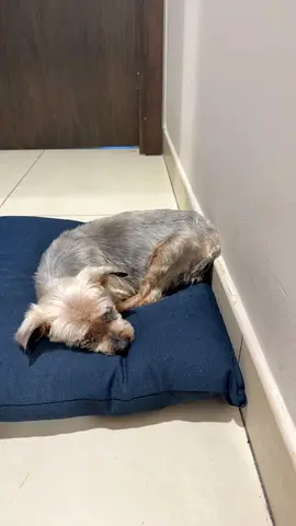 Senior dog for free adoption