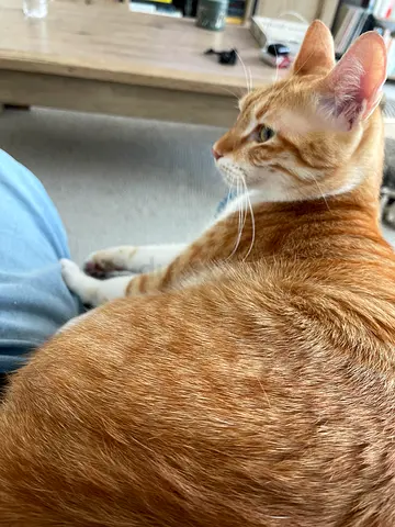 Professional Petsitter/house sitter
