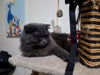 ITS FREE LOOKING FOR A HOME