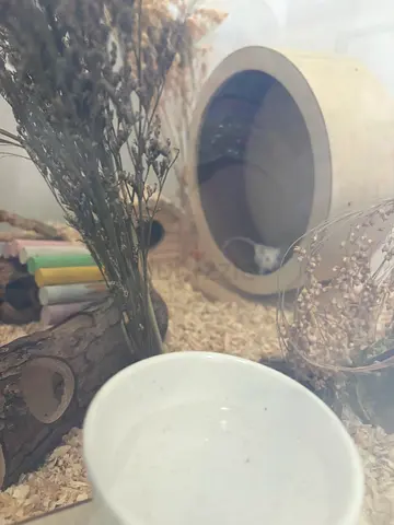 Pet mice for adoption