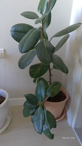 Large Rubber Plant (Ficus elastica) in Pot - Indoor Houseplant