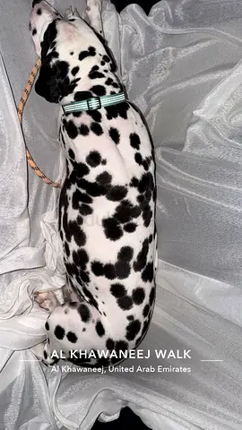Friendly Dalmatian looking for a new home (free to good home)