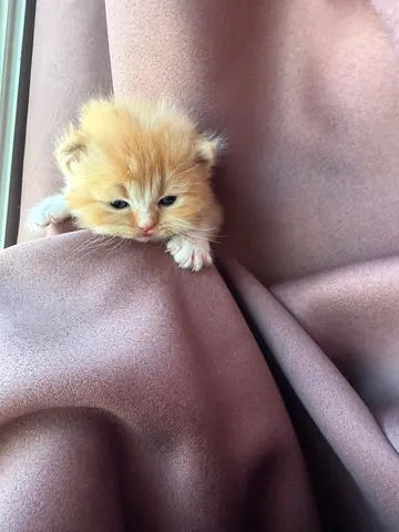 Persian  ginger kitten