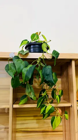 Green Plant
