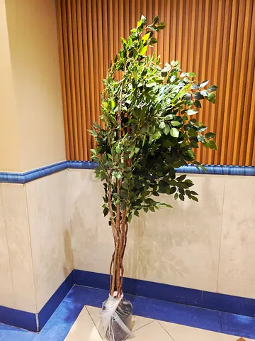 Tall Artificial Ficus Tree in Pot. New. Unused. AED 365 Only. Free Delivery.