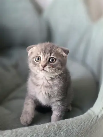 Scottish fold