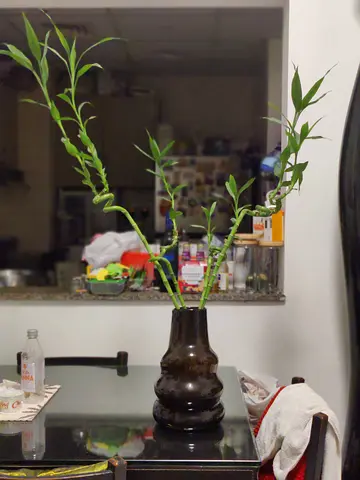 HM Home Dark Glass Vase (Bamboo Not included)