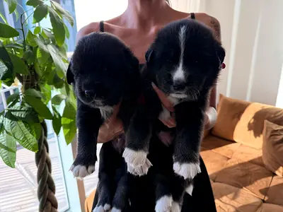 Black Golden Retriever Puppies