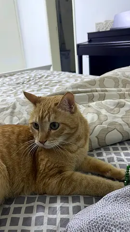 Cats and dog for adoption