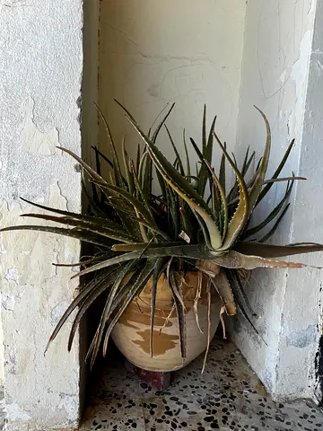Aloe vera plants in Big terracotta pot - healthy outdoor succulent
